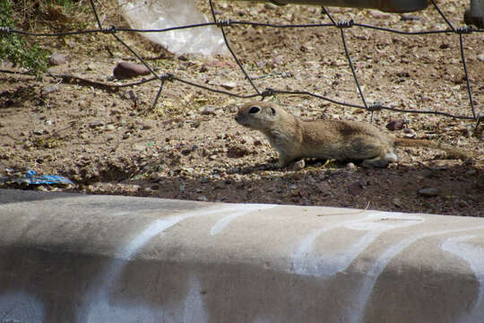 Sivun Xerospermophilus Merriam 1892 kuva