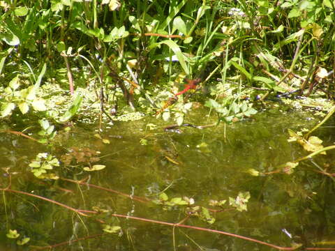 Image of <i>Sympetrum speciosum taiwanum</i> Asahina 1951