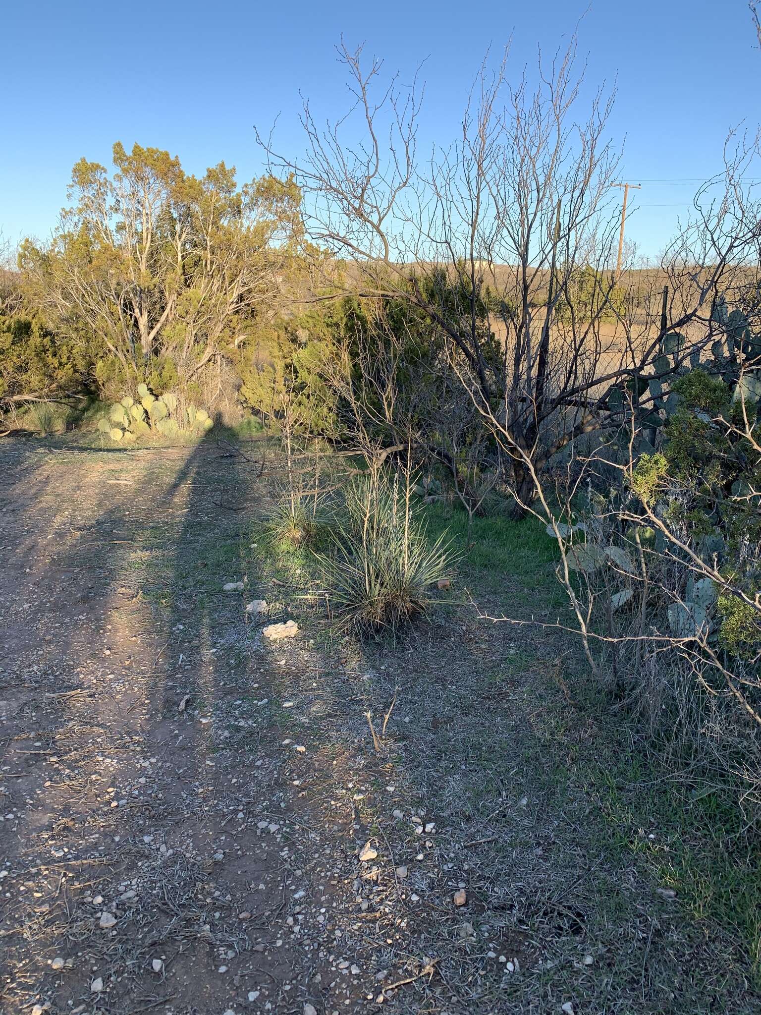 Image of plains yucca