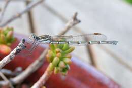 Image of Austrolestes psyche (Hagen ex Selys 1862)