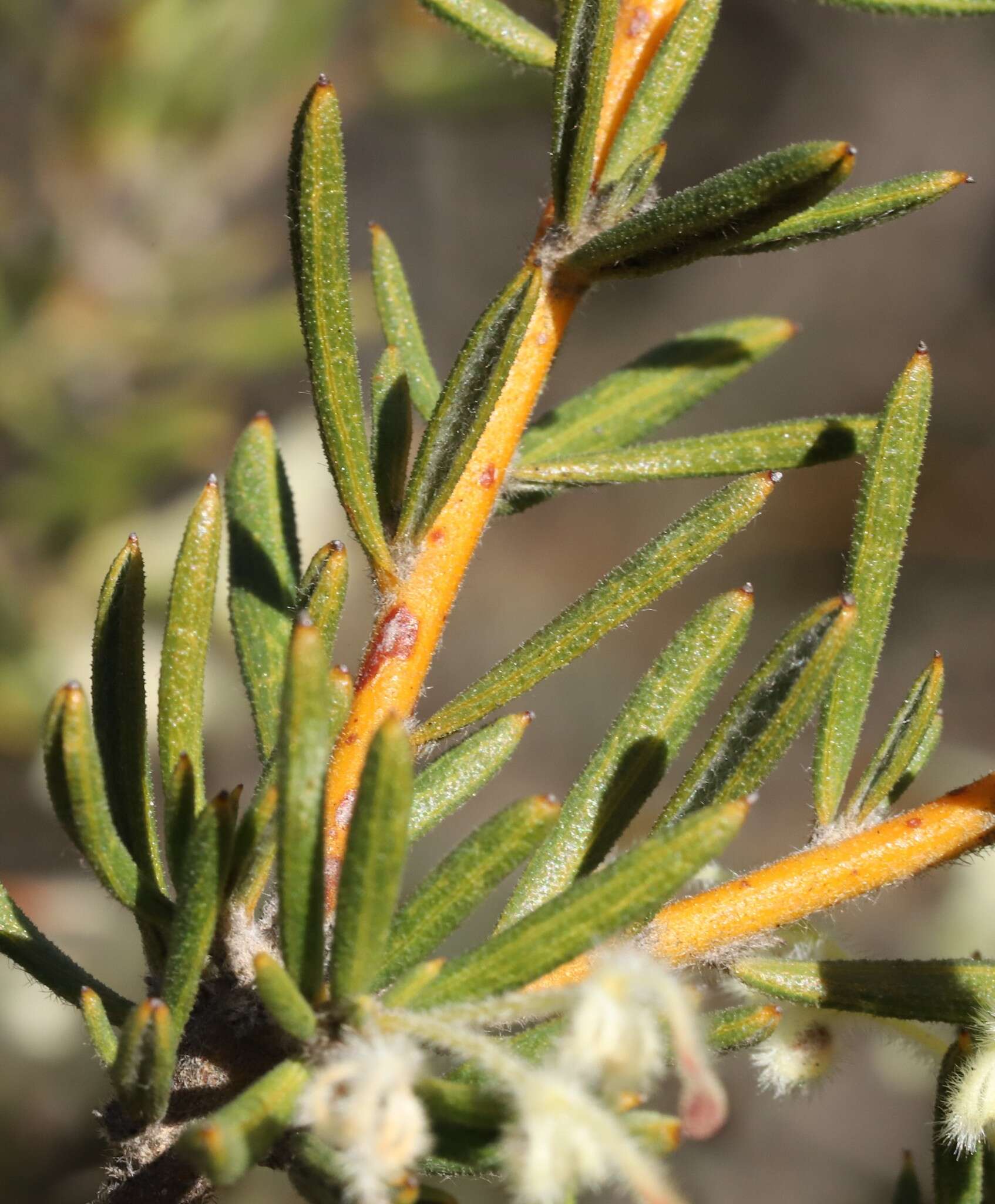 Image of Grevillea pilulifera (Lindl.) Druce