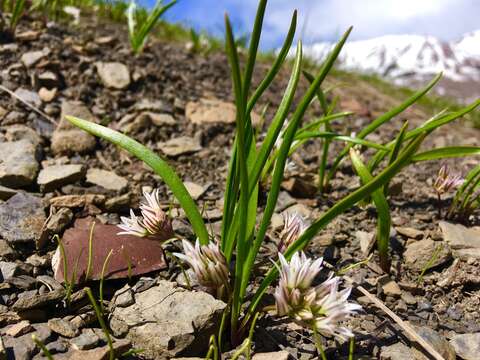 Image of Brandegee's onion