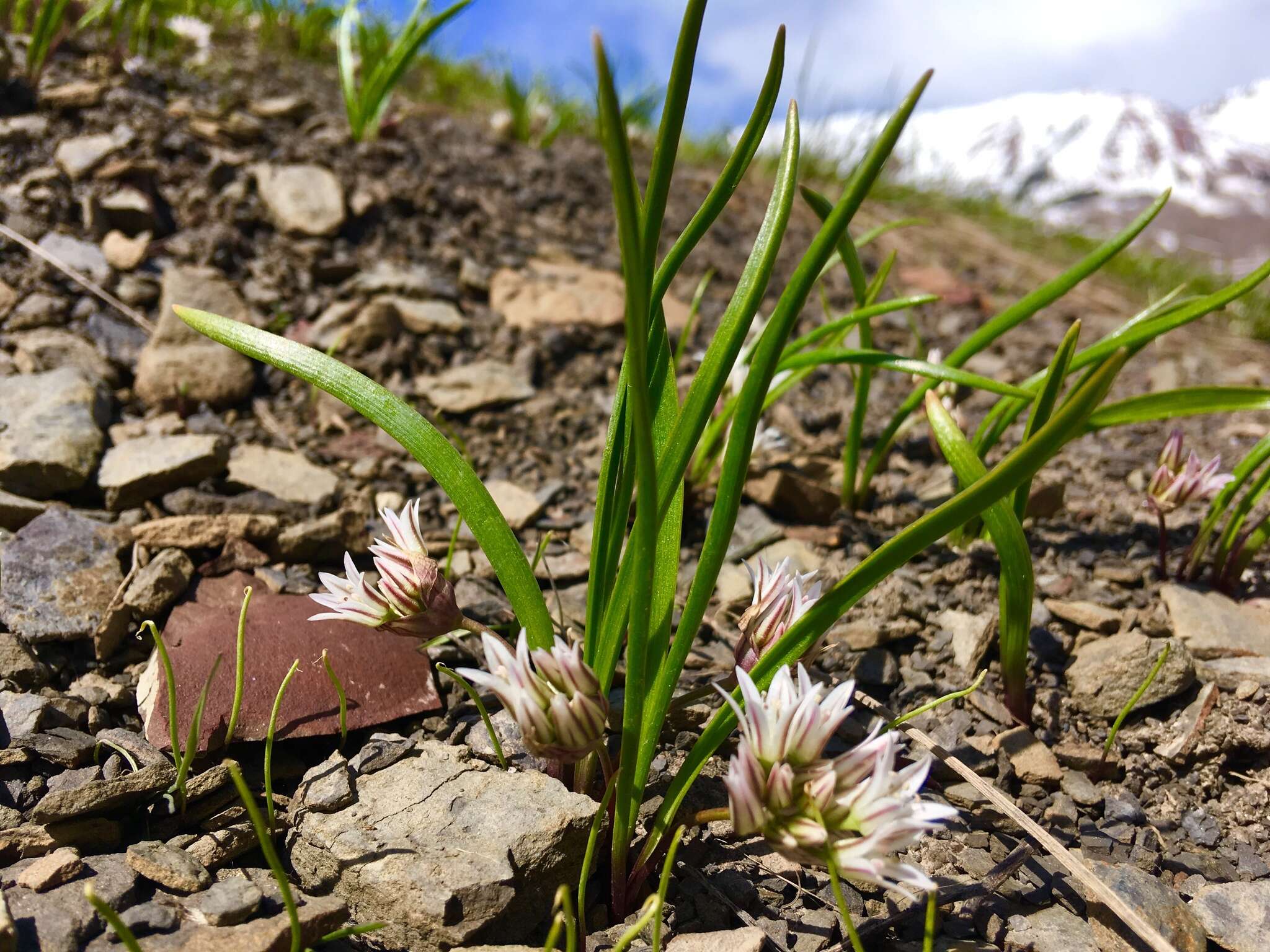 Image de Allium brandegeei S. Watson