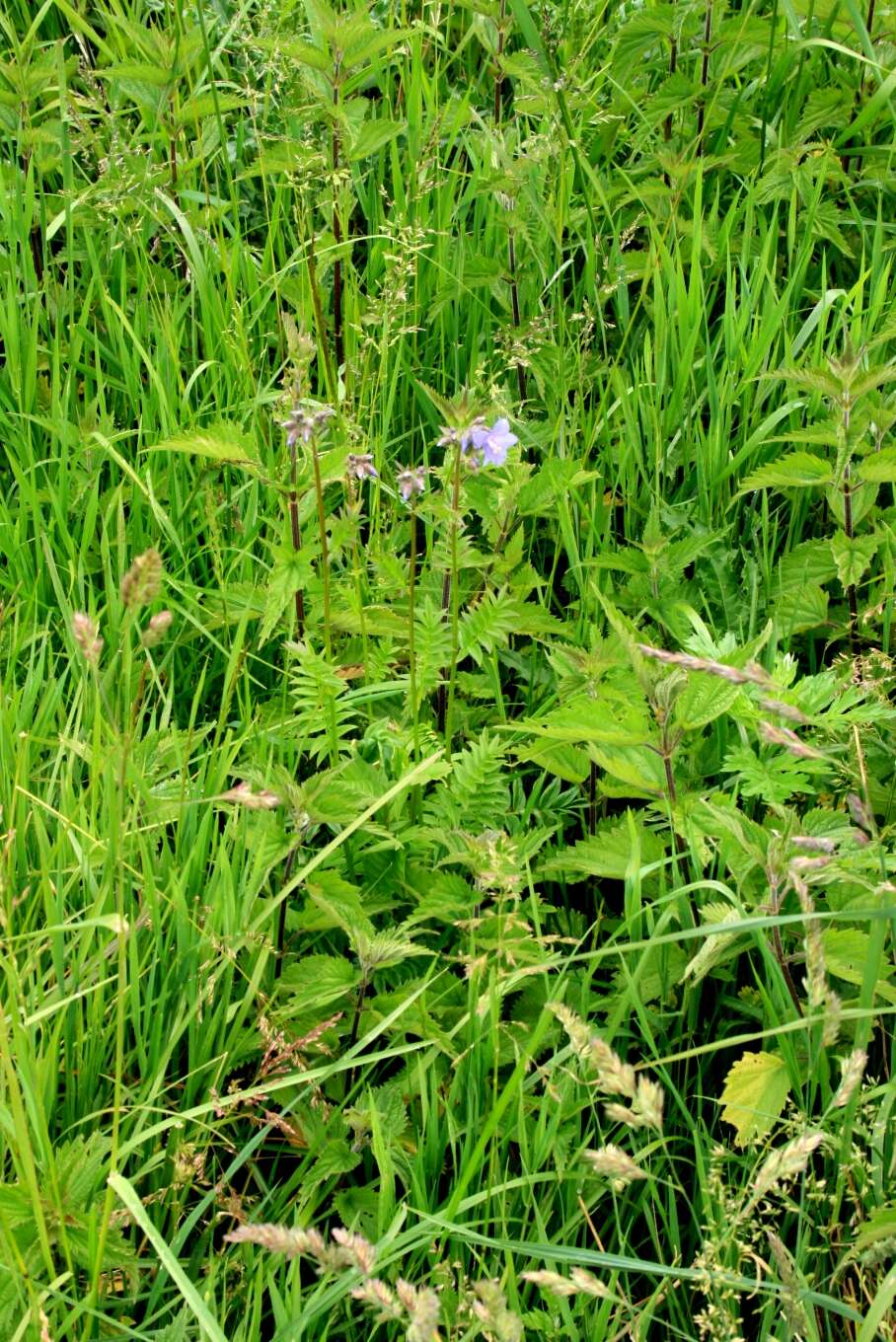 Image de Polémoine bleue