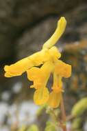 Image of yellow corydalis