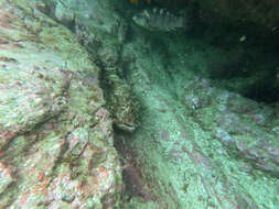 Image of Red scorpionfish