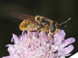 صورة Callicera aurata (Rossi 1790)