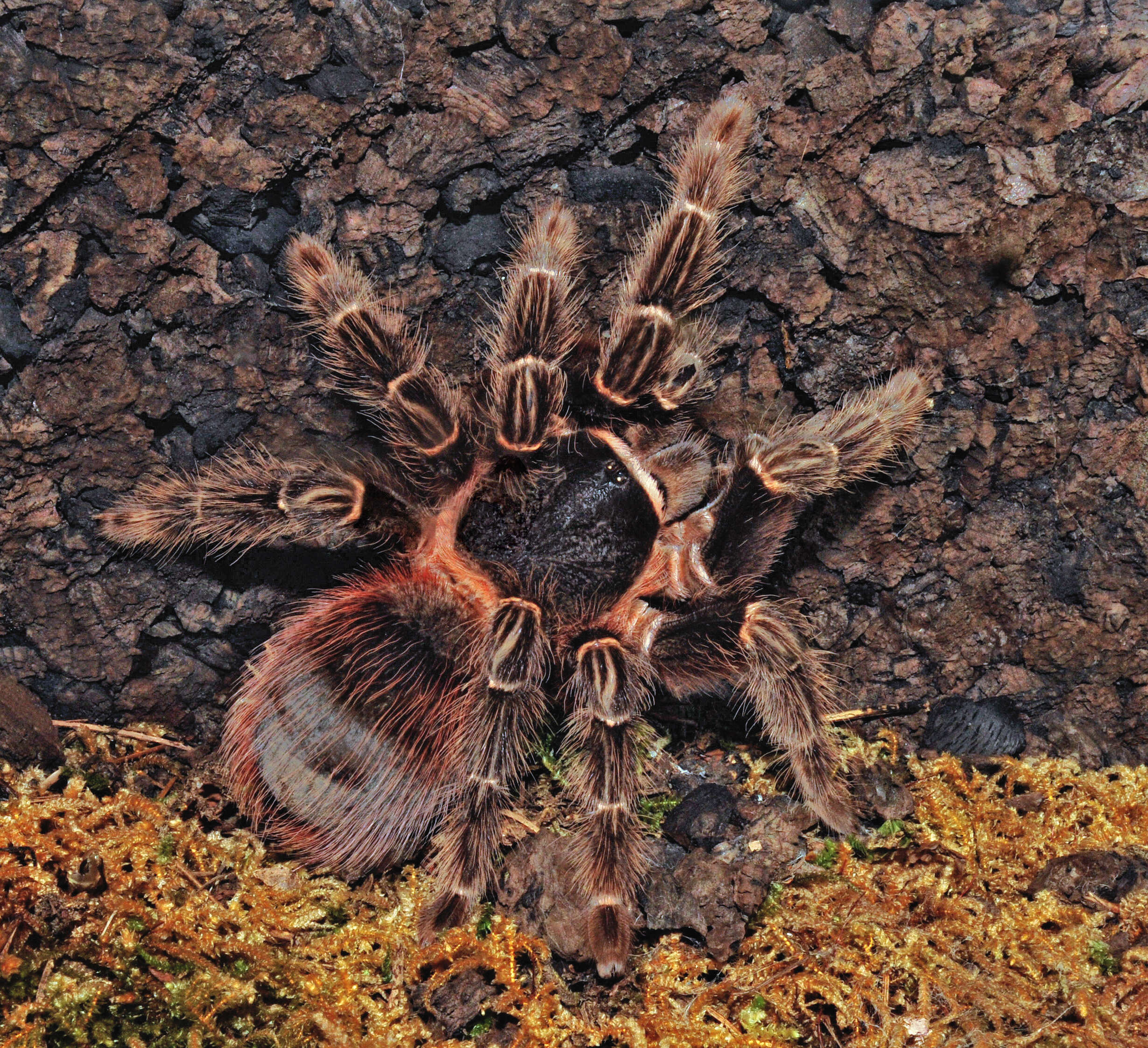 Image of Bahia Scarlet Tarantula