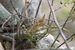 Tillandsia circinnatioides Matuda resmi