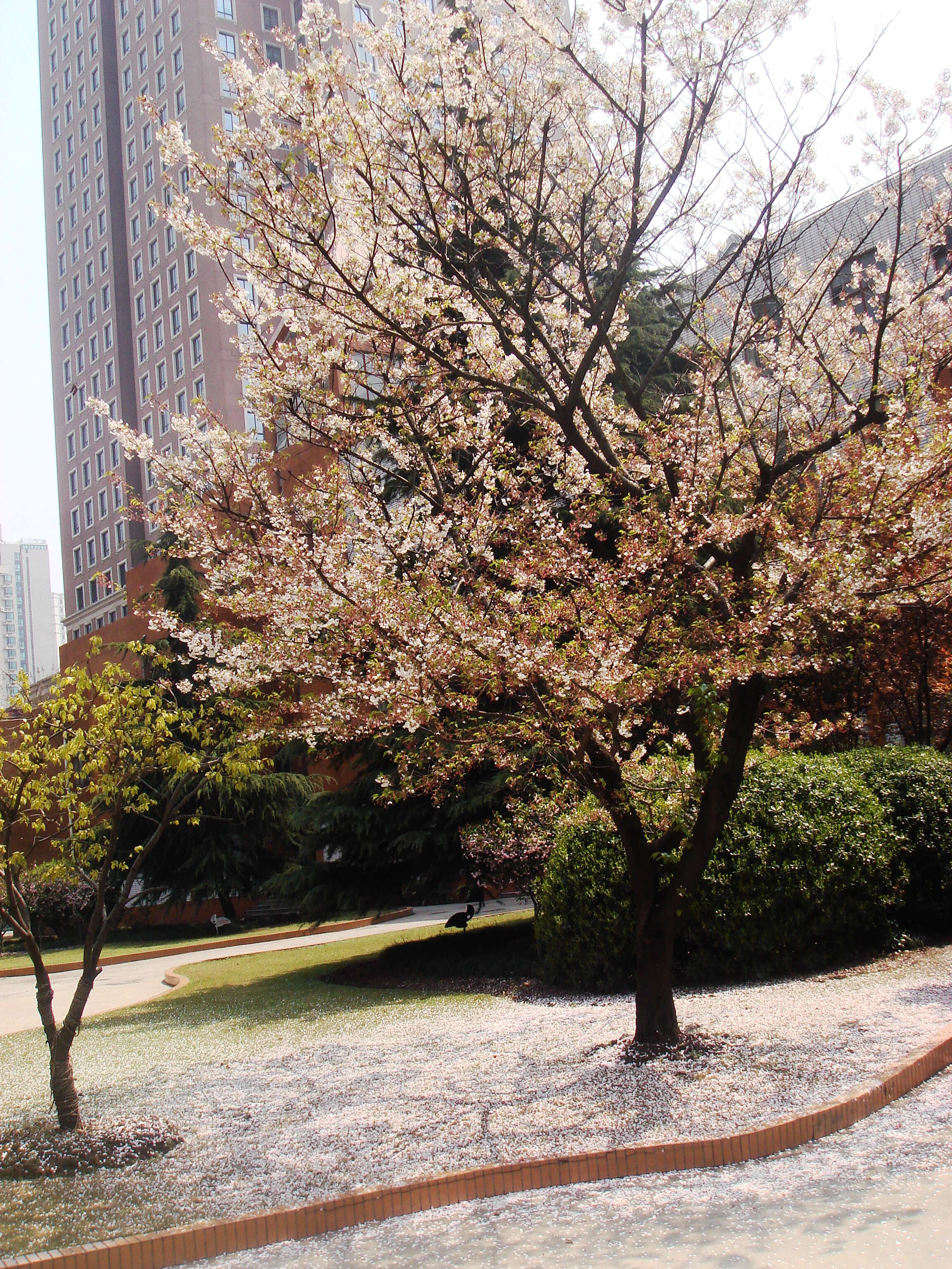 Image of Japanese flowering cherry