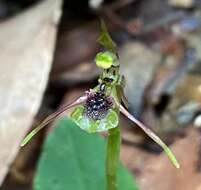 Image of Small wasp orchid