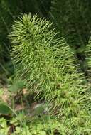 Image of Great Horsetail