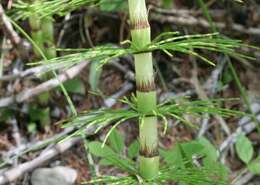 Image of Great Horsetail