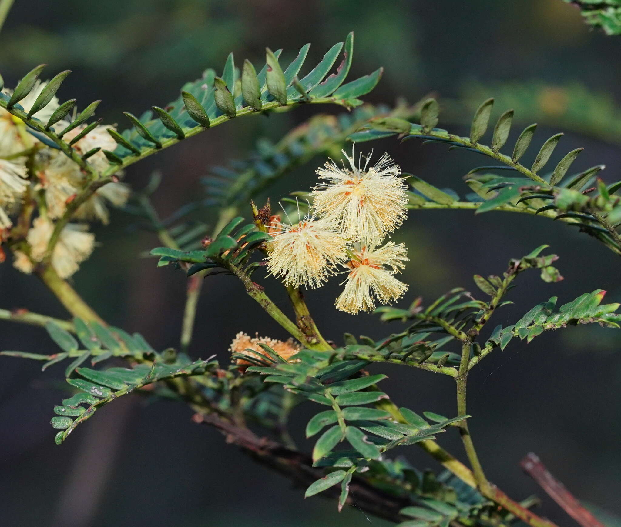 Imagem de Acacia terminalis (Salisb.) J. F. Macbr.