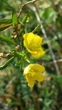 Imagem de Arboa integrifolia (Claverie) Thulin & Razafim.