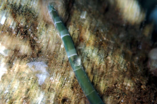 Image of banded bootlace