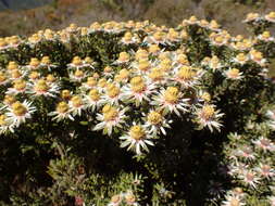 Image of Leucadendron radiatum Phillips & Hutchinson