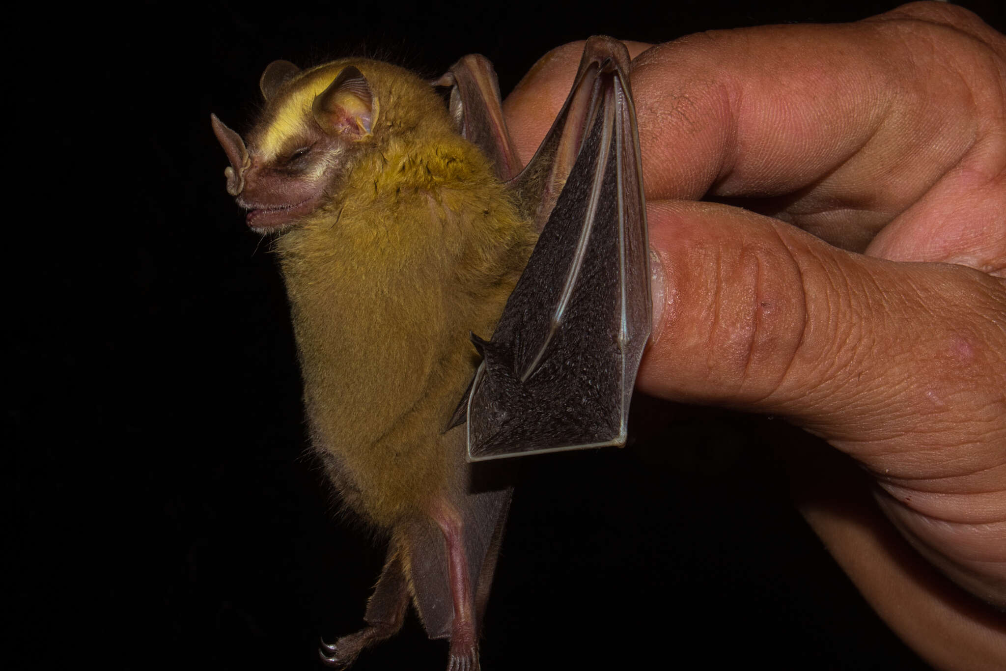 Image of Heller's Broad-nosed Bat