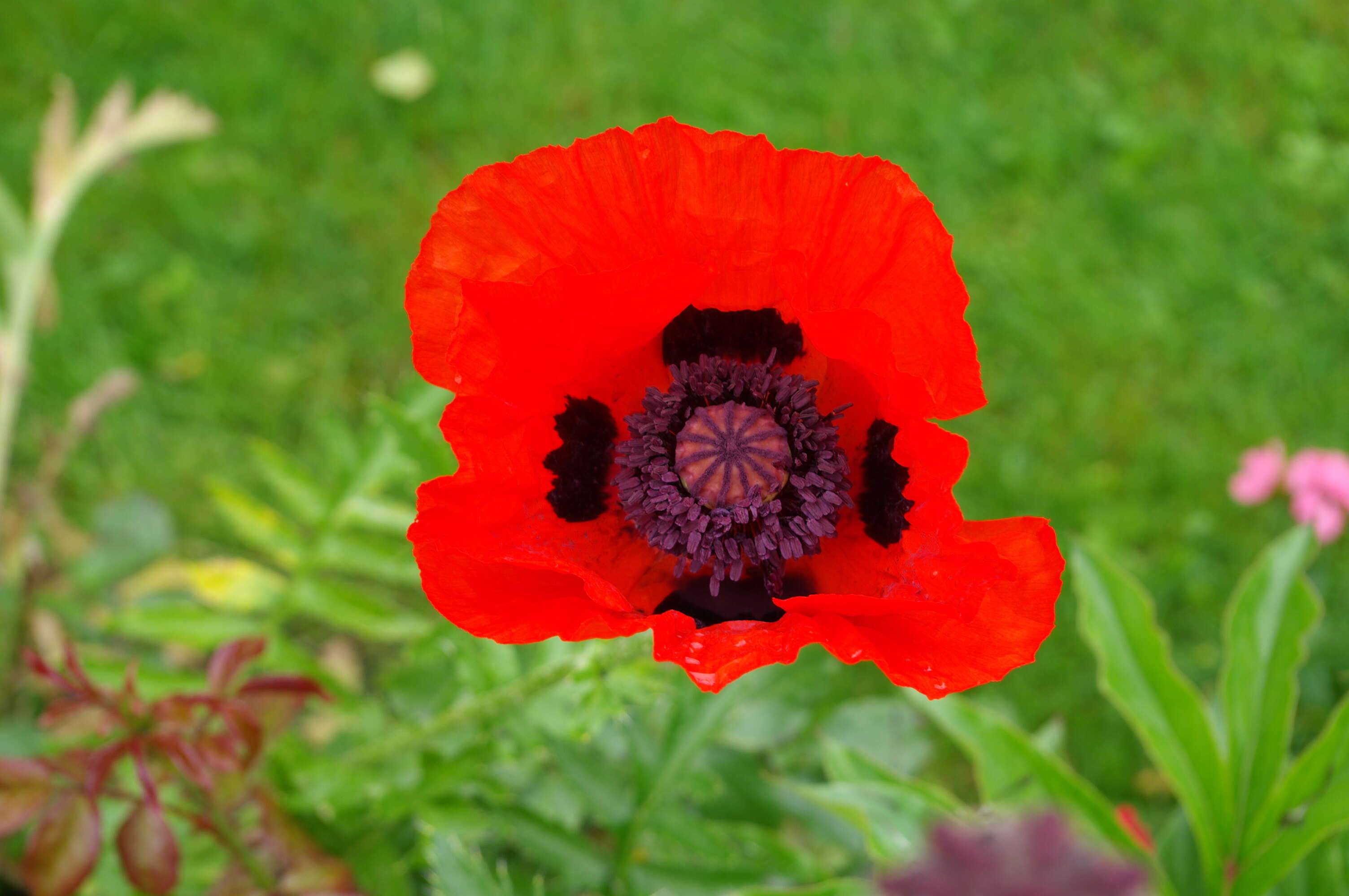 Image of Oriental poppy