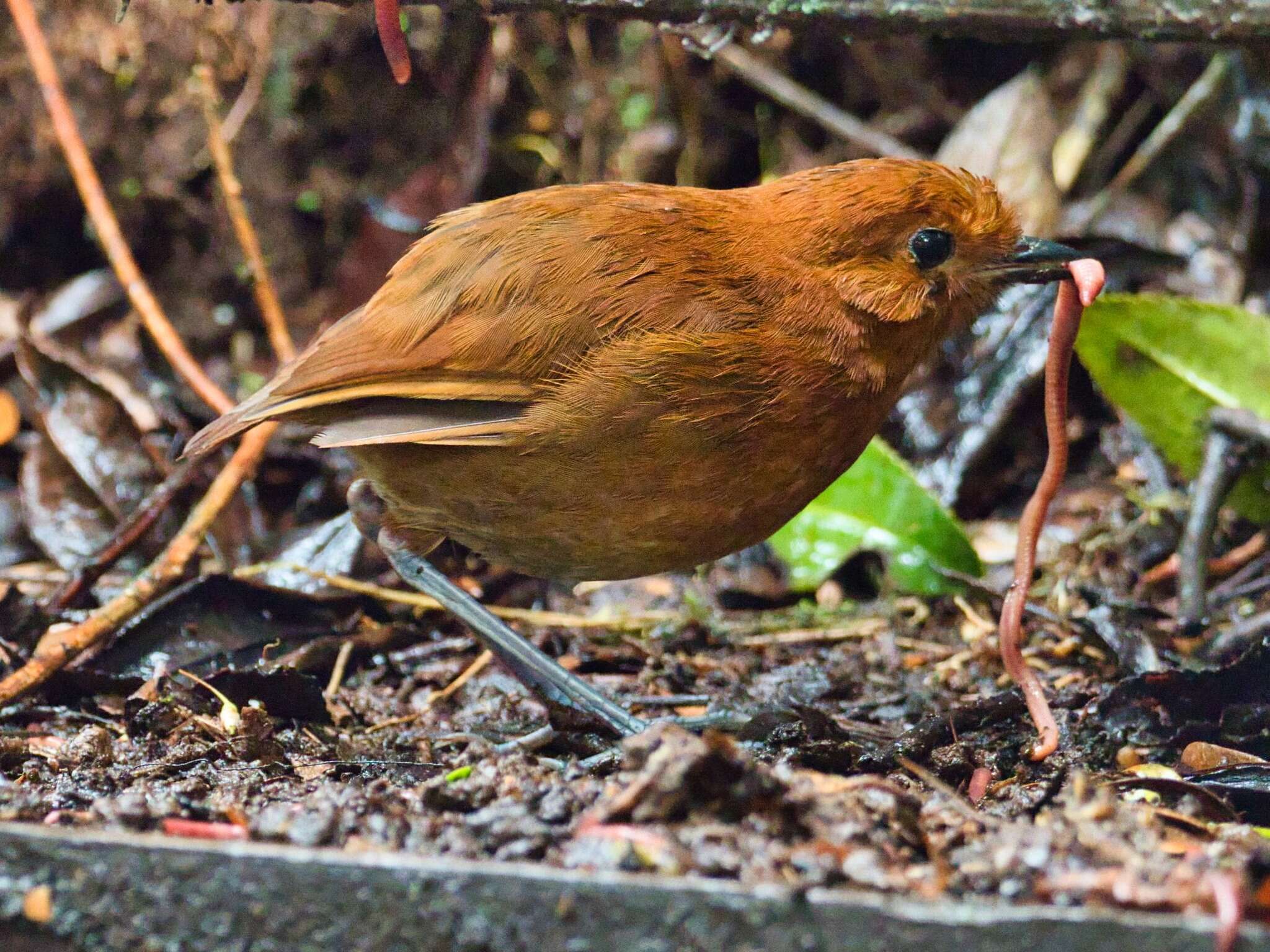 Image of Chestnut Antpitta