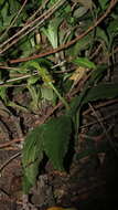 Image of Crepidium bancanoides (Ames) Szlach.
