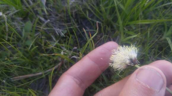 Image of short-hair cottongrass