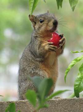 Image of Sciurus subgen. Sciurus Linnaeus 1758