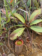 Image of <i>Nepenthes peltata</i>