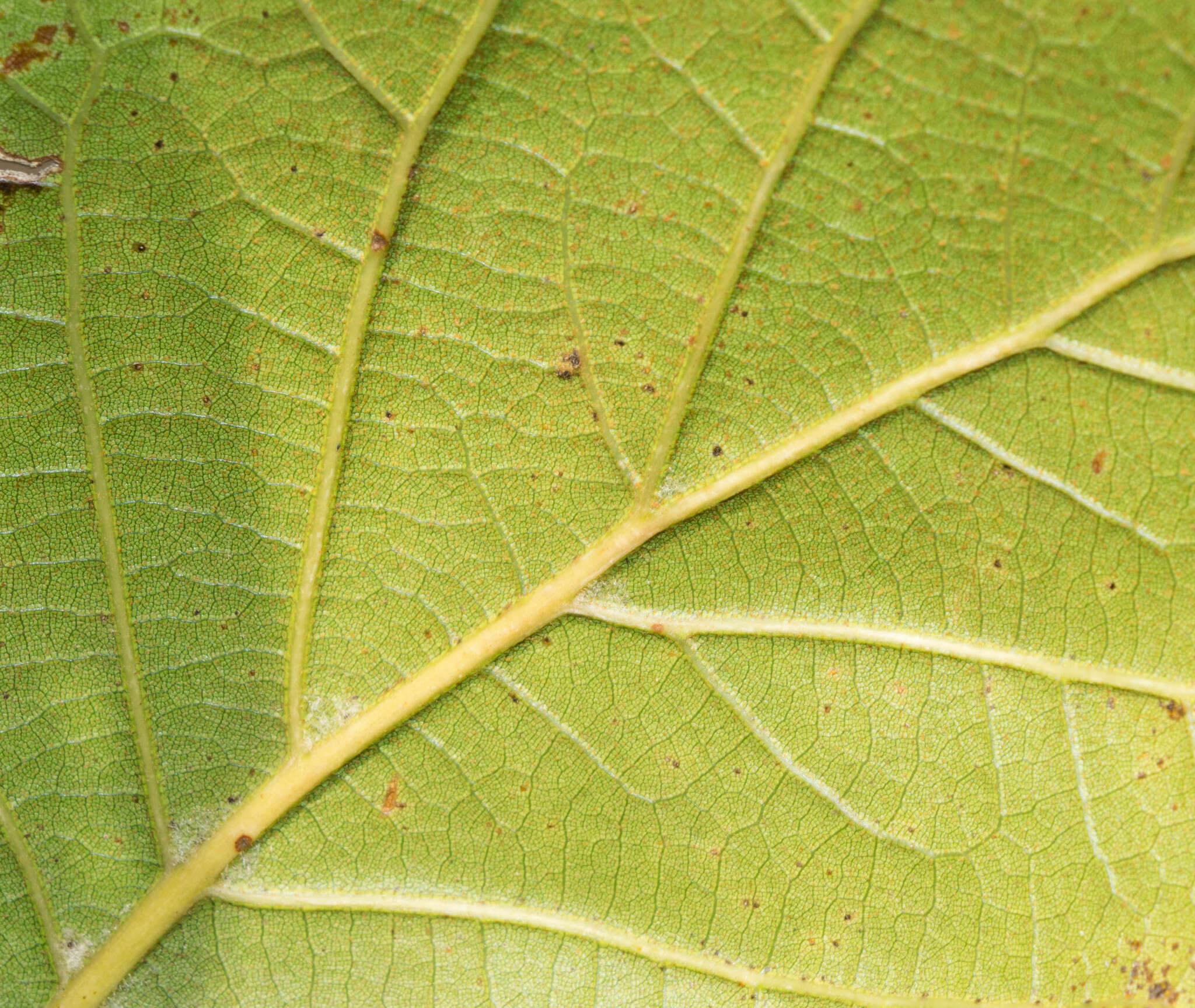 Imagem de Quercus radiata Trel.