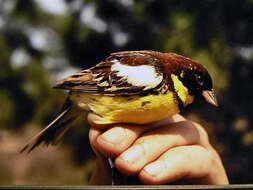 Image of Yellow-breasted Bunting