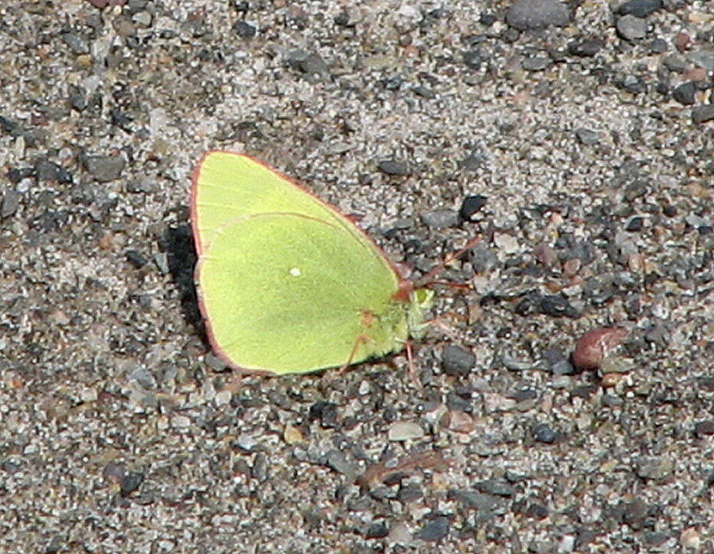 Image of Palaeno Sulphur