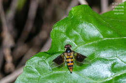 Image of Dideopsis aegrota (Fabricius 1805)