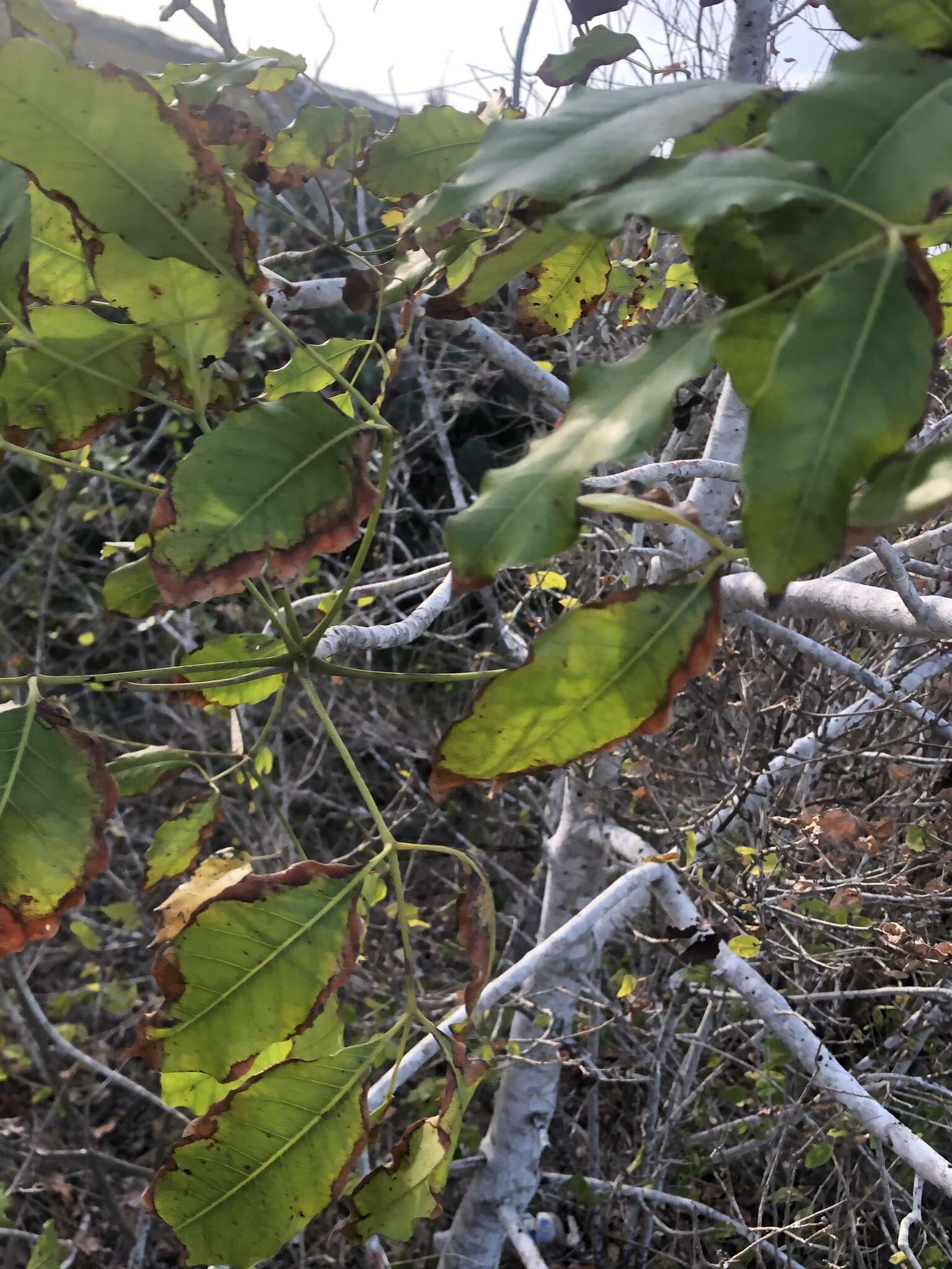 Image of Florida poisontree