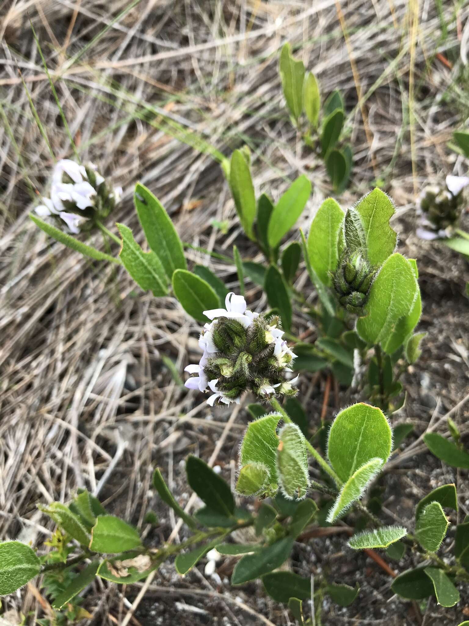 Plancia ëd Otholobium thomii (Harv.) C. H. Stirt.