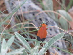 Plancia ëd Lycus arizonensis Green 1949