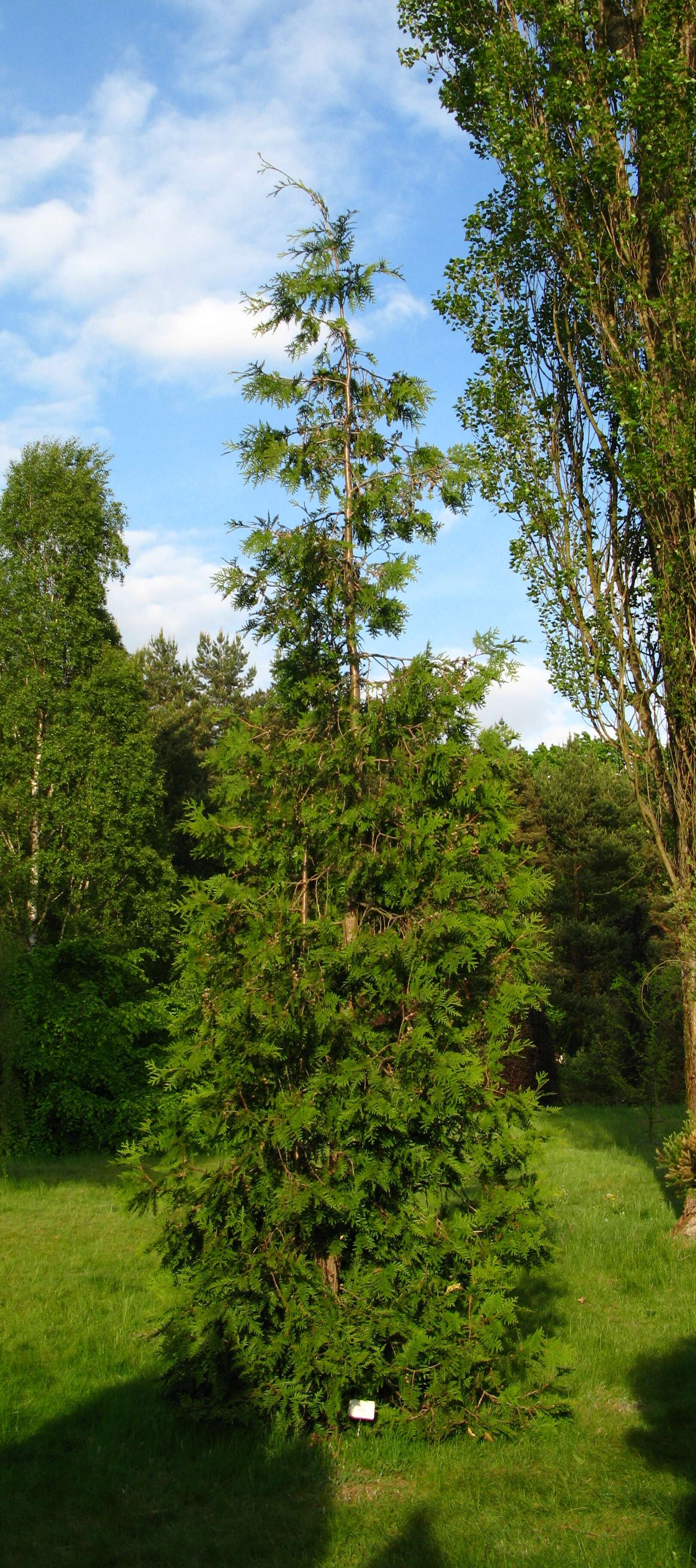 Image of arborvitae