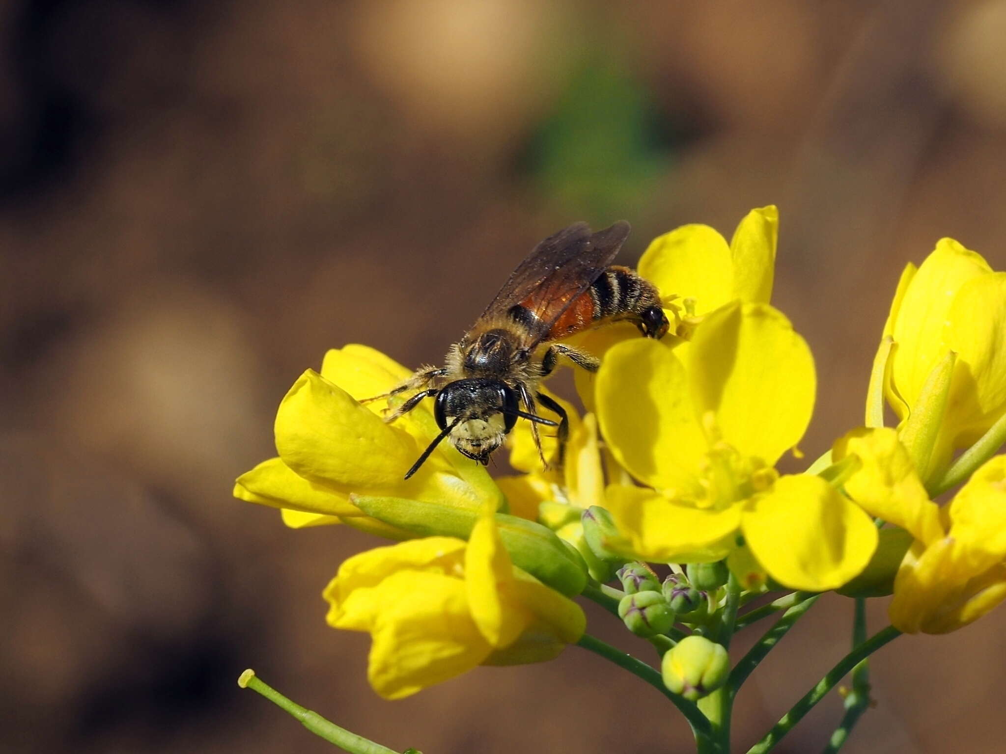 Image of Andrena schencki Morawitz 1866