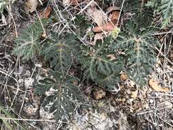 Image of bommeria fern