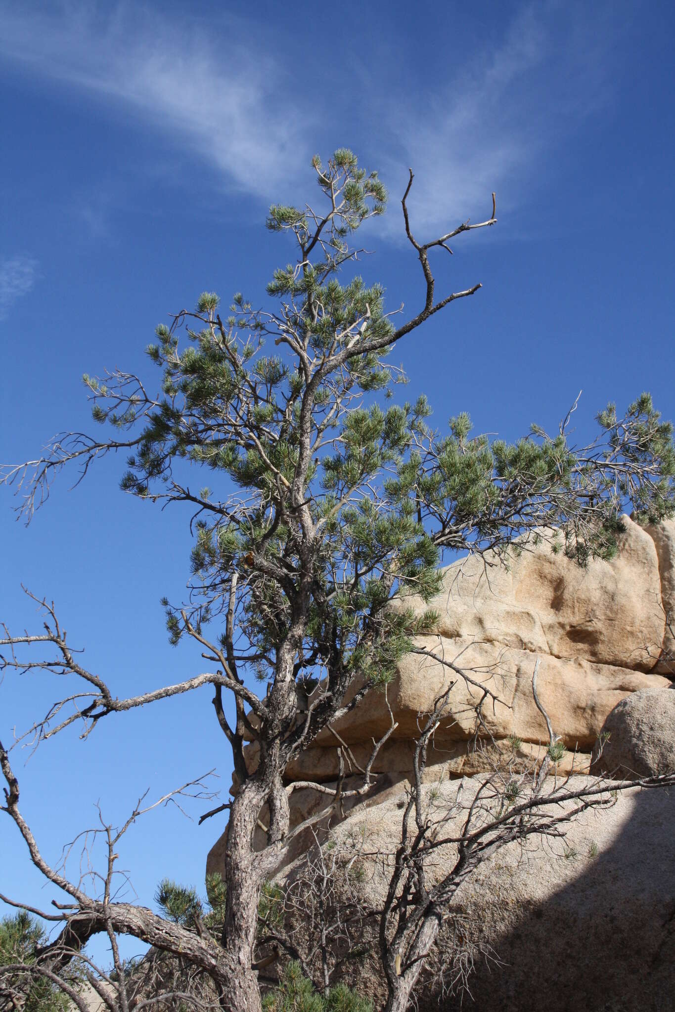 Image of singleleaf pinyon