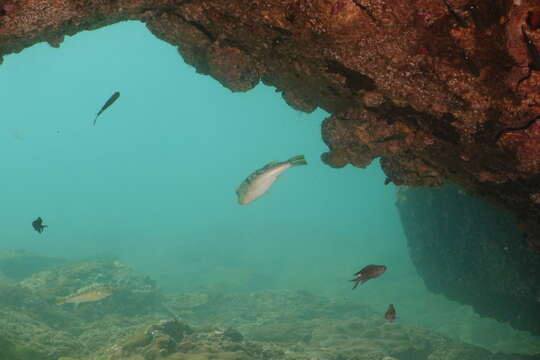 Image of Hong Kong Pufferfish