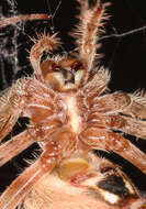 Image of Hentz's Orbweaver