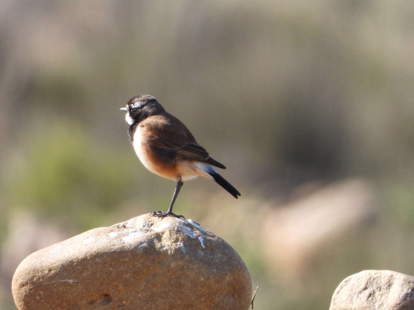 Image of Capped Wheatear