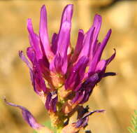 Image of Astragalus danicus Retz.