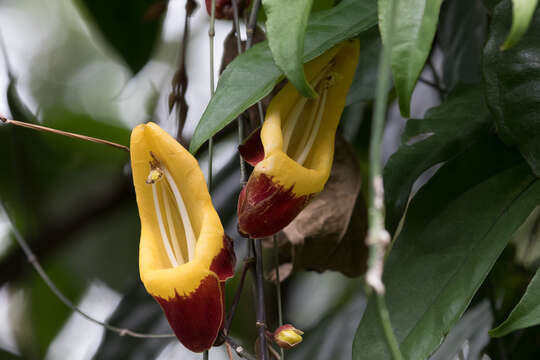 Image of Clock vine