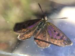 Image de Lycaena boldenarum White 1862