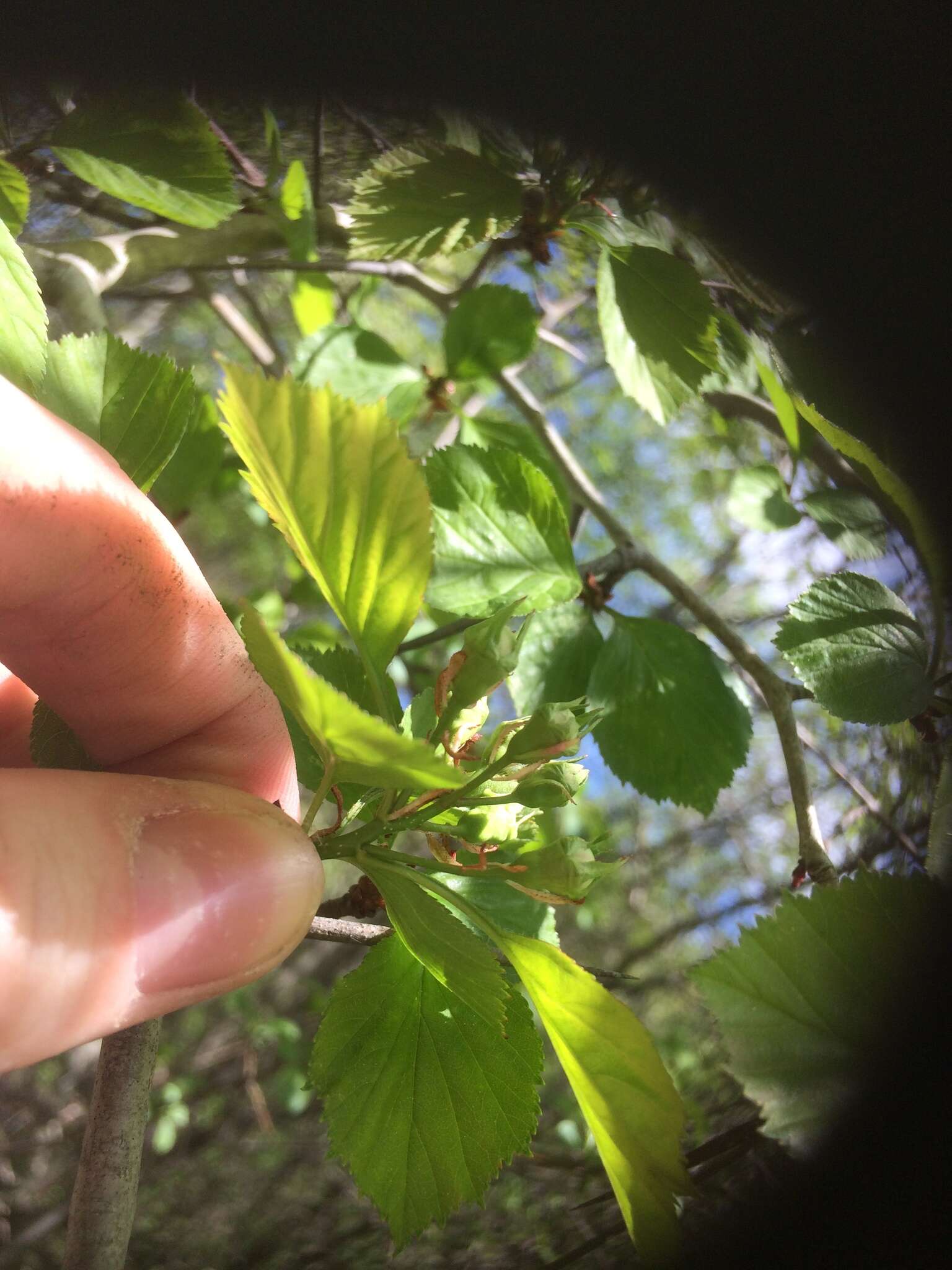 Plancia ëd Crataegus suborbiculata Sarg.