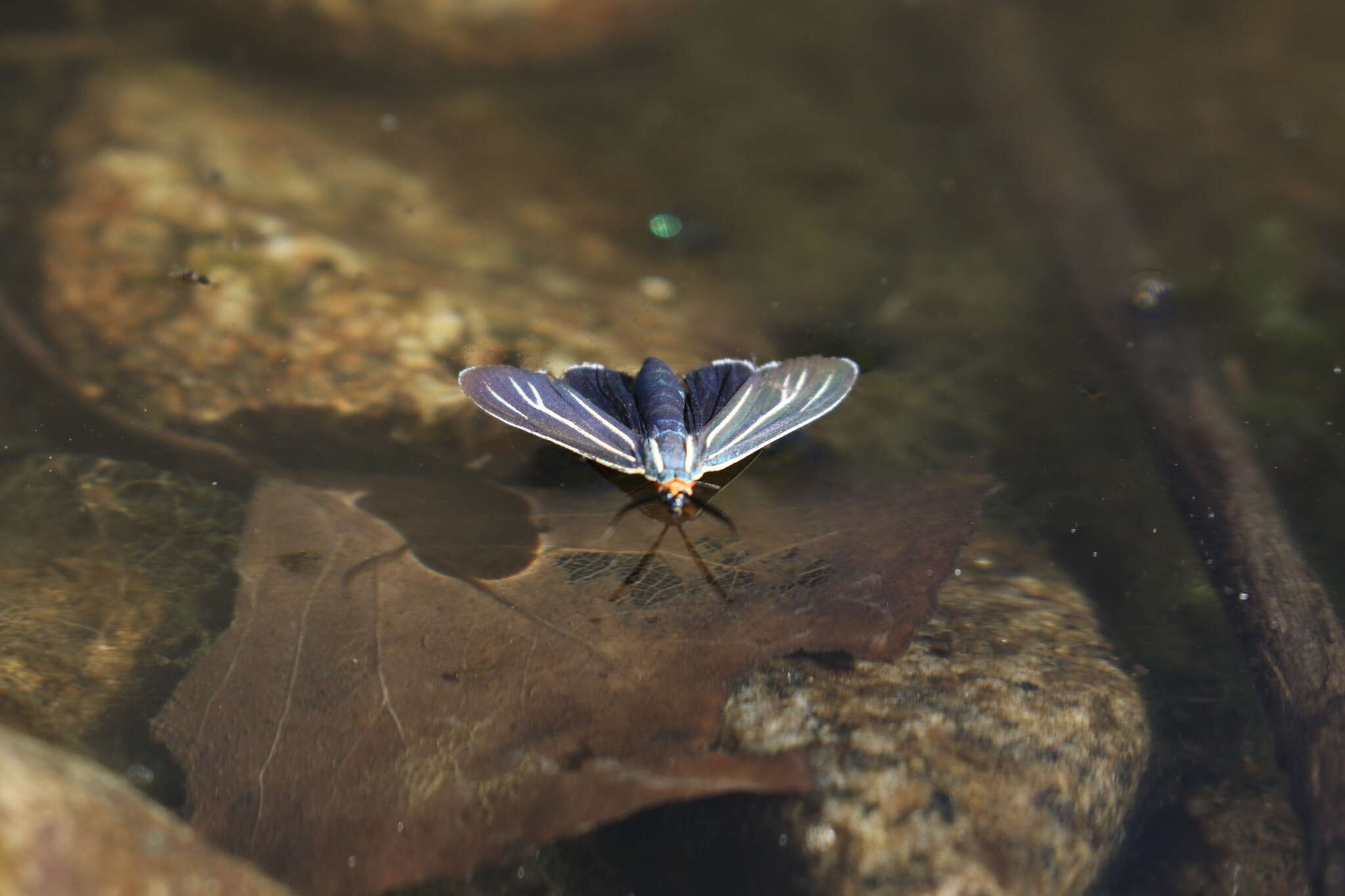 Imagem de Ctenucha venosa Walker 1854