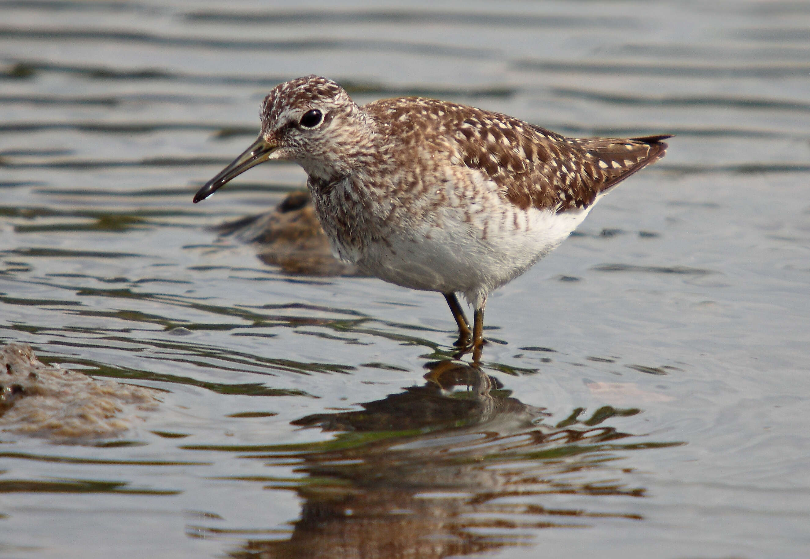 Image of Wood Sandpiper