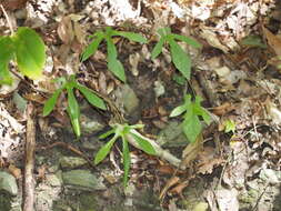 Image de Aristolochia cucurbitifolia Hayata