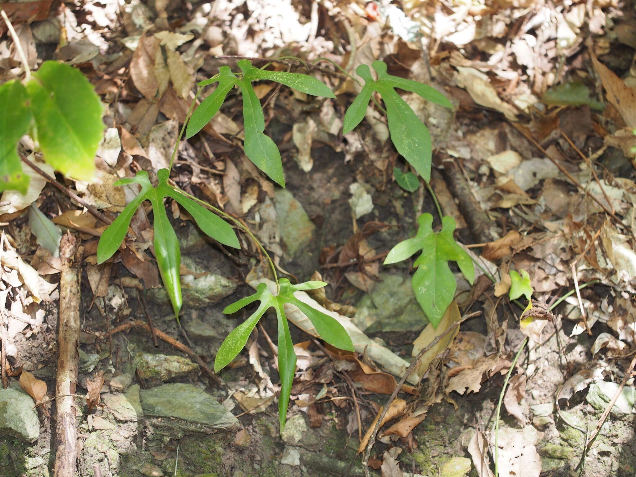 Image de Aristolochia cucurbitifolia Hayata